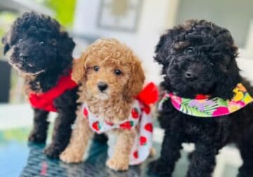 Toy Poodle puppies SALE